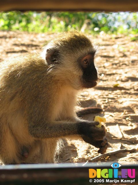 14291 Sight monkey eating my breakfast